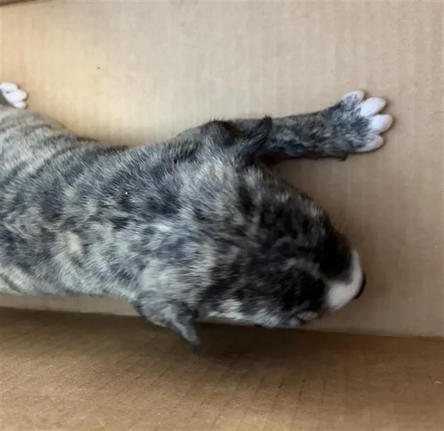 A baby large-sized female Mixed Breed dog named Dumpling for adoption in Dallas, TX