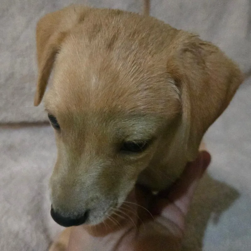 A baby small-sized male Yellow / Tan / Blond / Fawn Beagle dog named Fog for adoption in Southington, OH