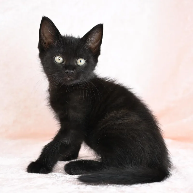 A baby small-sized male Black Domestic Short Hair cat named Jagger for adoption in Mobile, AL