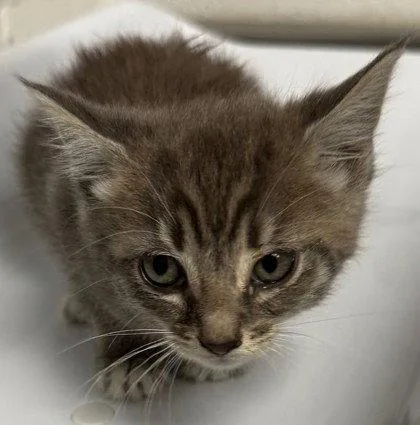 A baby small-sized female Brown / Chocolate Domestic Short Hair cat named Nancy for adoption in Oakland, CA