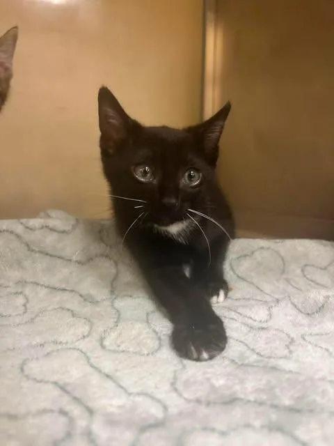 A baby small-sized female Domestic Short Hair cat named Jon Jon for adoption in Fort Myers, FL