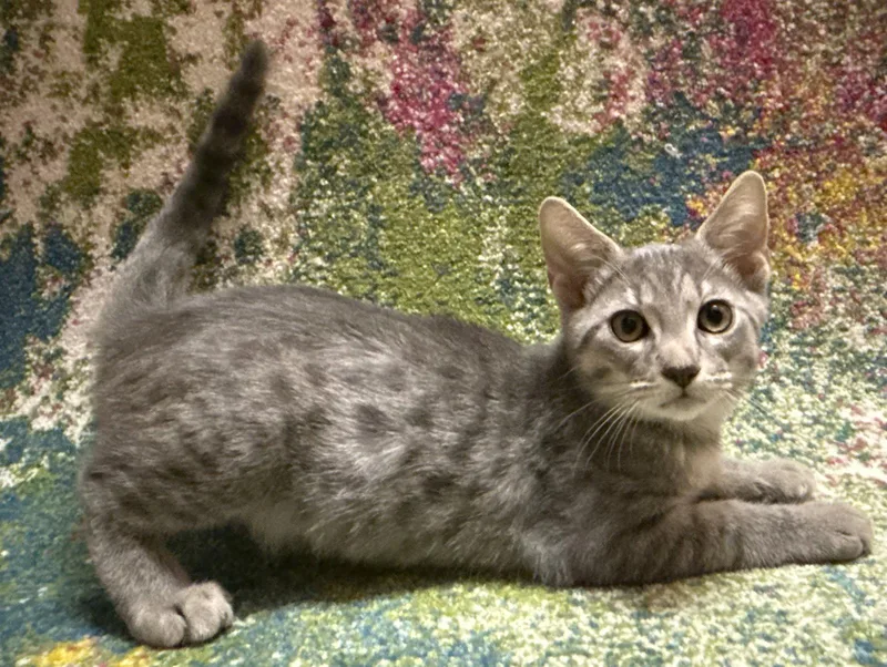 A baby medium-sized male Gray / Blue / Silver Domestic Short Hair cat named Dally for adoption in Oviedo, FL