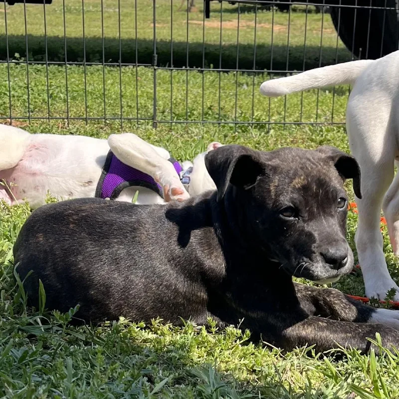 A baby medium-sized female Brindle Mixed Breed dog named Stella for adoption in Cartersville, GA