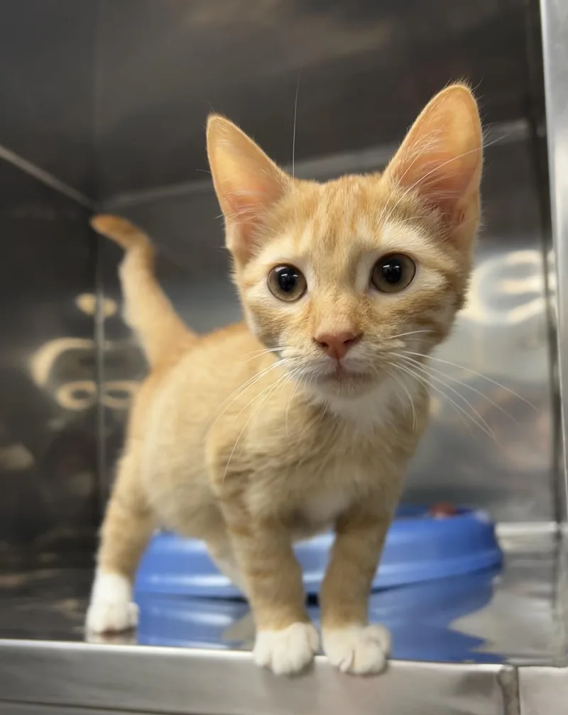 A baby medium-sized male Tabby (Orange / Red) Domestic Short Hair cat named Mojo Jojo for adoption in Montville, NJ
