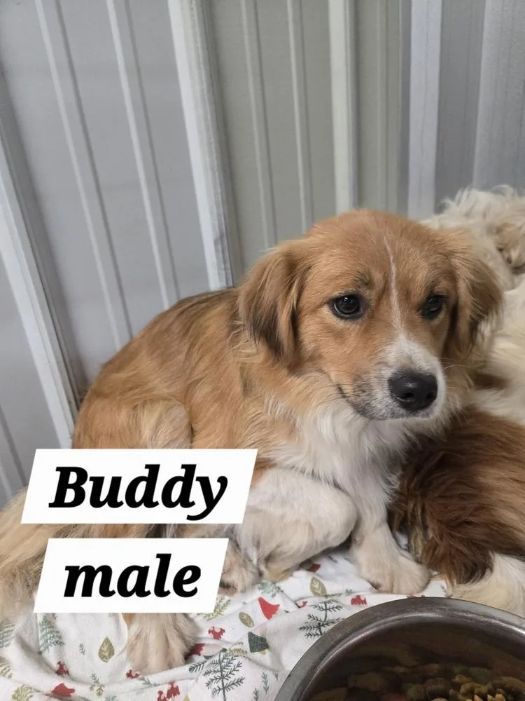 MO Buddy