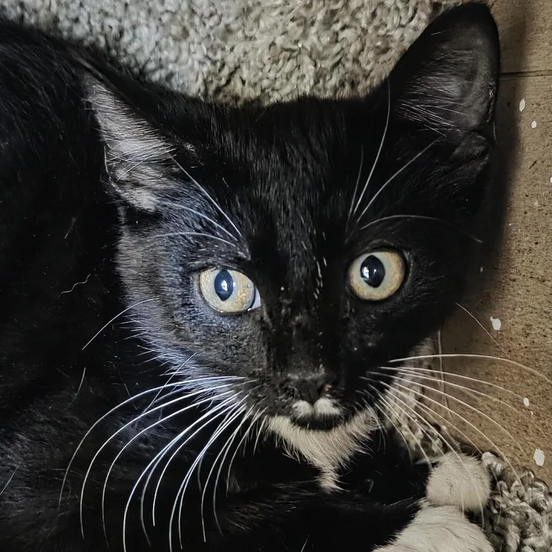 A baby small-sized male Black Domestic Short Hair cat named Hammer for adoption in Leander, TX