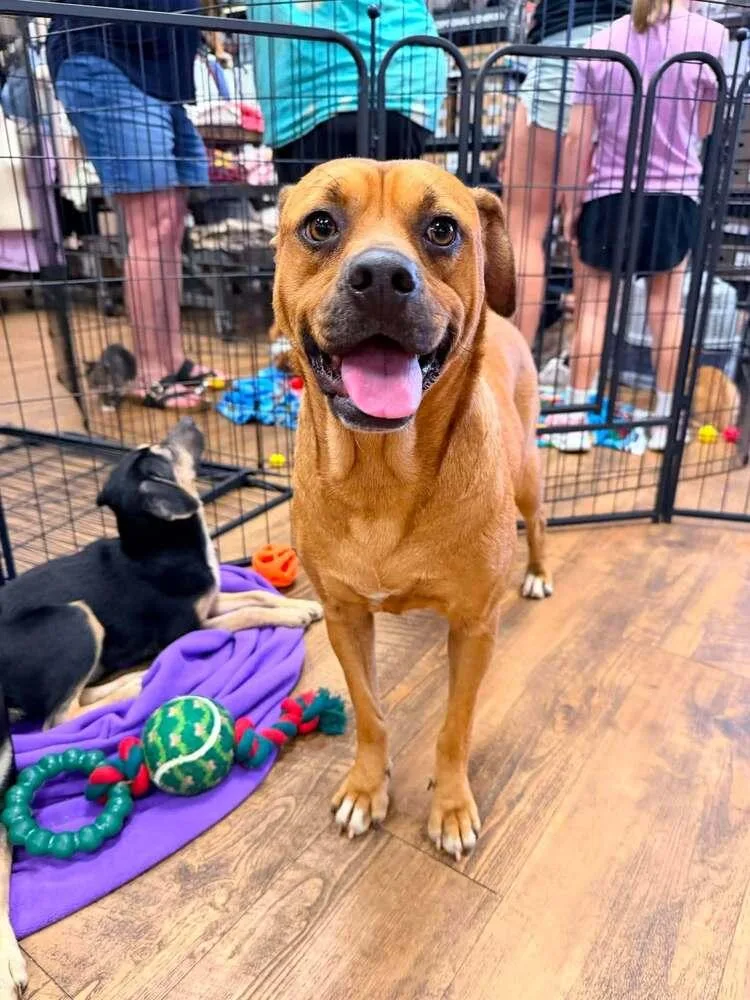 An adult medium-sized female Brown / Chocolate Boston Terrier dog named Peanut Butter for adoption in Troy, AL