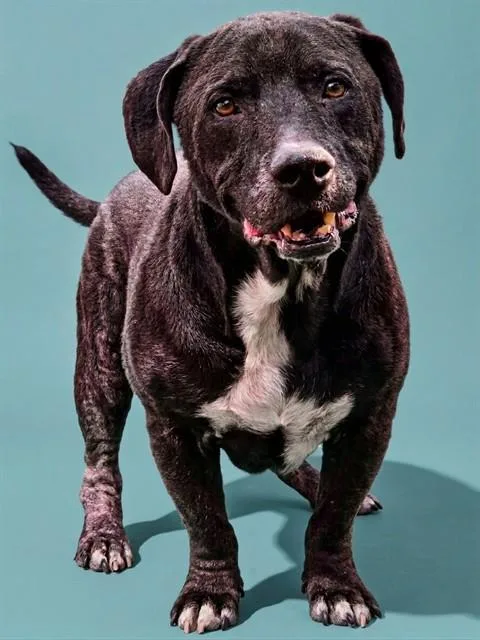 An adult medium-sized male Mixed Breed dog named Charlie for adoption in Jacksonville, FL