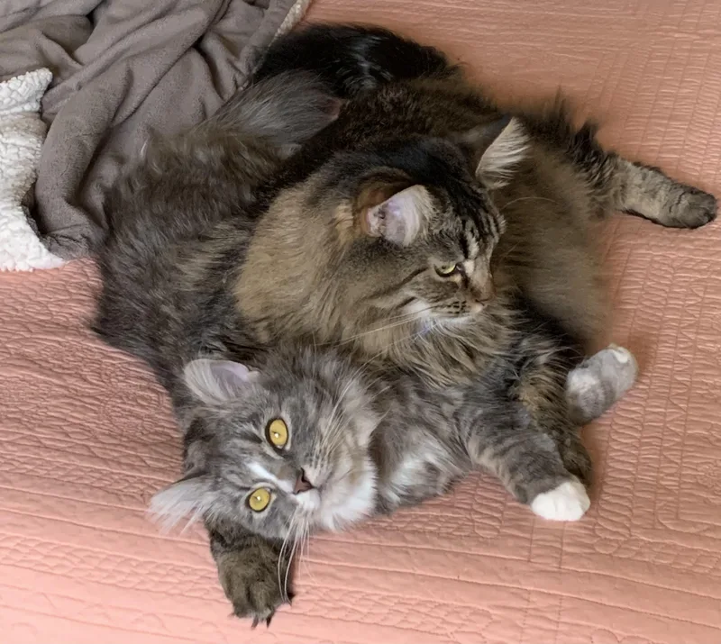 Sammie And Iggy  thumbnail 4