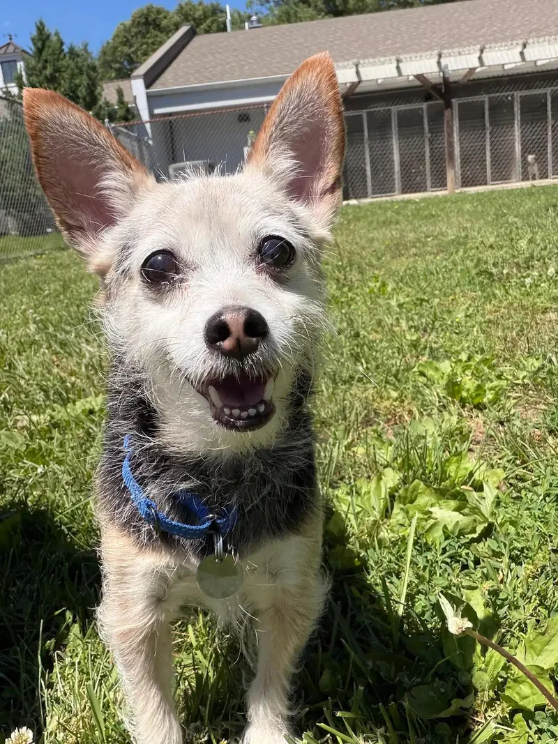 A senior small-sized female Brown / Chocolate Chihuahua dog named Maggie & Ben for adoption in New Milford, CT