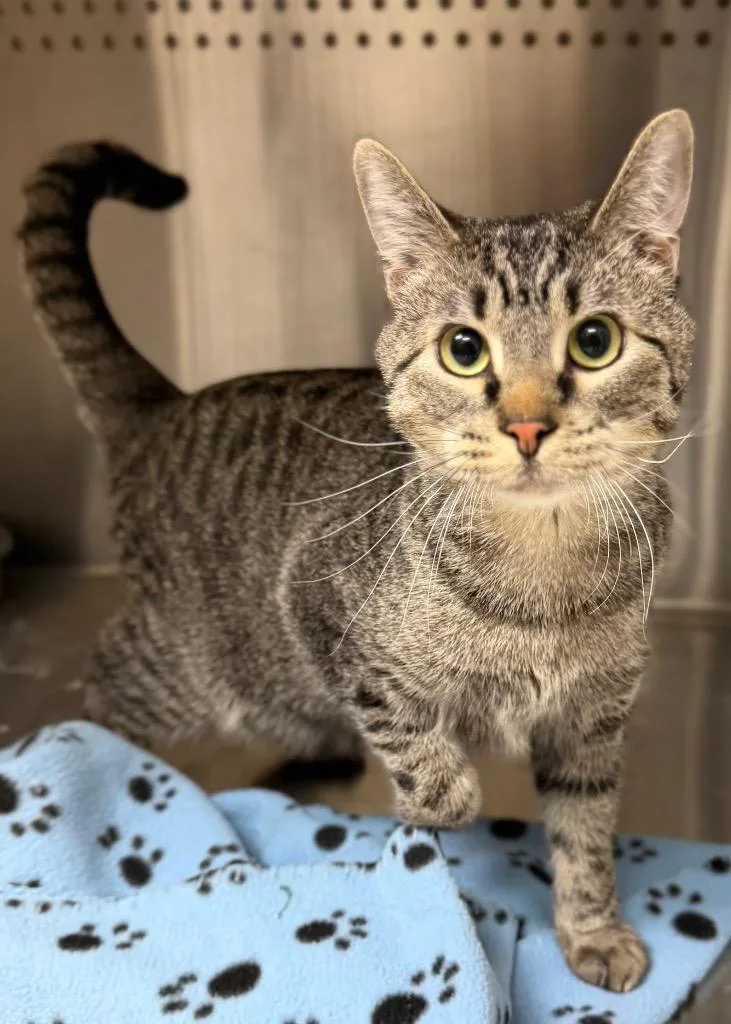 A baby medium-sized male Tabby (Brown / Chocolate) Domestic Short Hair cat named Spock for adoption in Columbus, NE