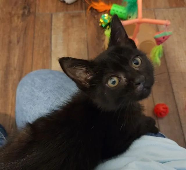 A baby small-sized female Domestic Short Hair cat named Blueberry for adoption in Colorado Springs, CO