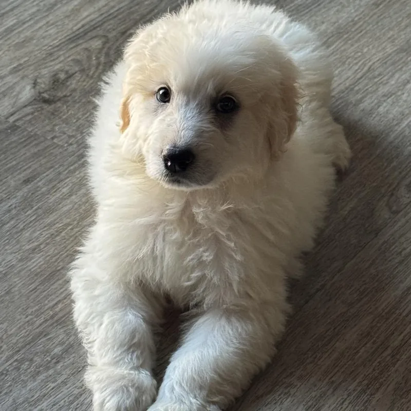 Frodo