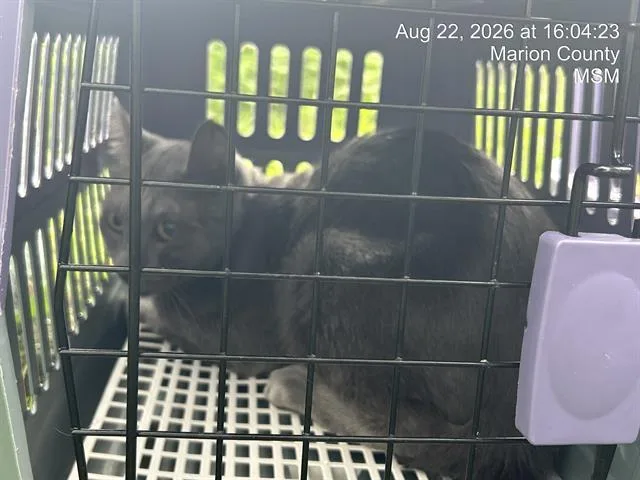 An adult small-sized male Domestic Short Hair cat named Ramsay for adoption in Ocala, FL