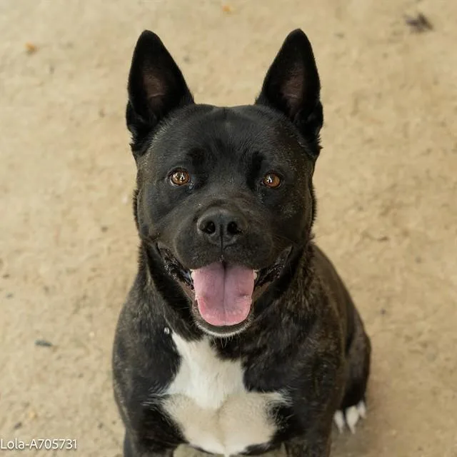 An adult large-sized female Akita dog named Lola for adoption in Sacramento, CA