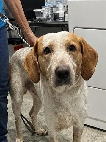 An adult large-sized male Coonhound dog named Eugene for adoption in Scottsburg, IN