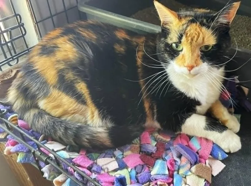 Miss Callie