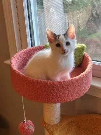 A baby small-sized male Domestic Short Hair cat named Crispy Onion for adoption in Statesville, NC