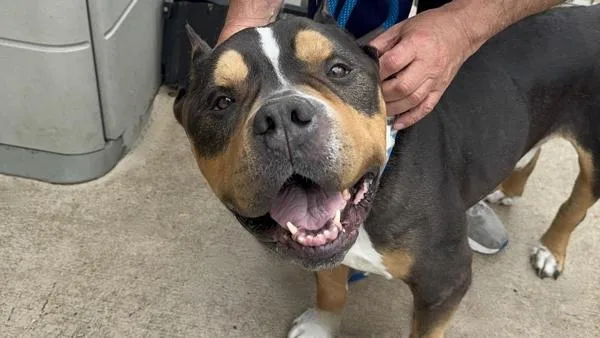 An adult large-sized male Mixed Breed dog named Melow for adoption in Staten Island, NY
