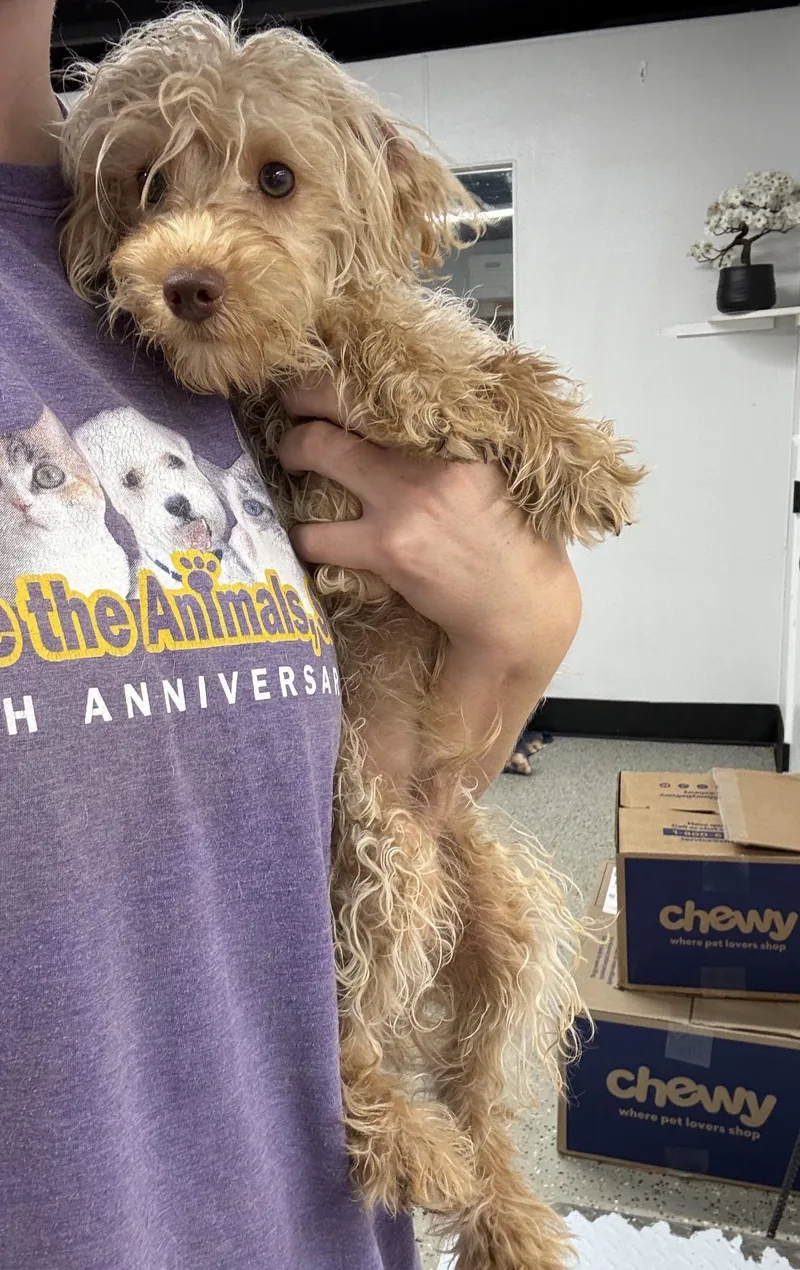 A young small-sized male Miniature Poodle dog named Ruger for adoption in Blue Springs, MO