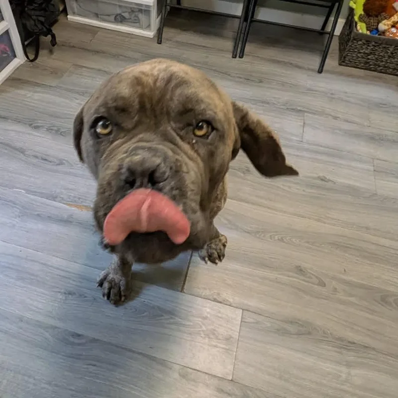 Moose thumbnail 3