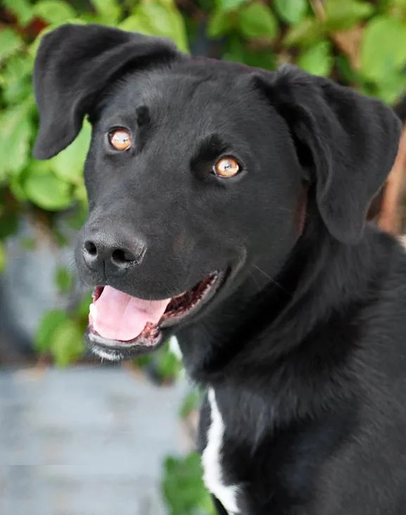 A young large-sized female Black Labrador Retriever dog named Ebony Von Elsberg for adoption in Los Angeles, CA