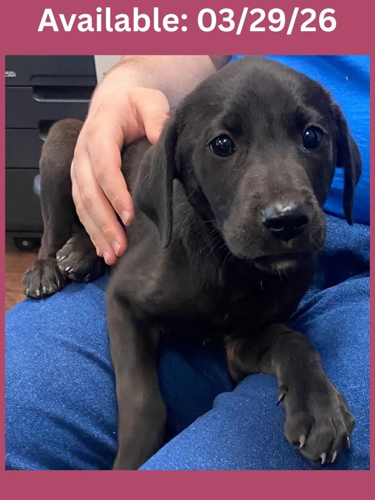 Dog Kennel  Midnight