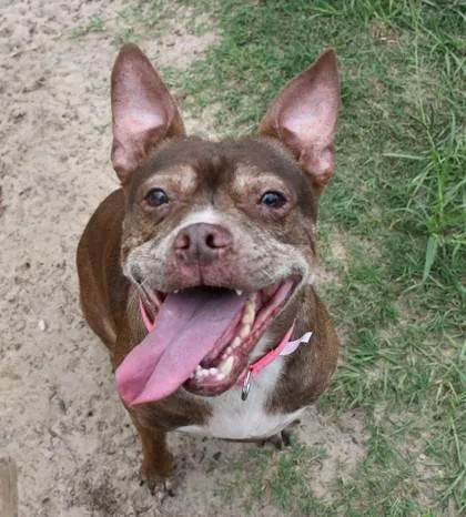 An adult medium-sized female Brown / Chocolate French Bulldog dog named Mavis for adoption in Inverness, FL