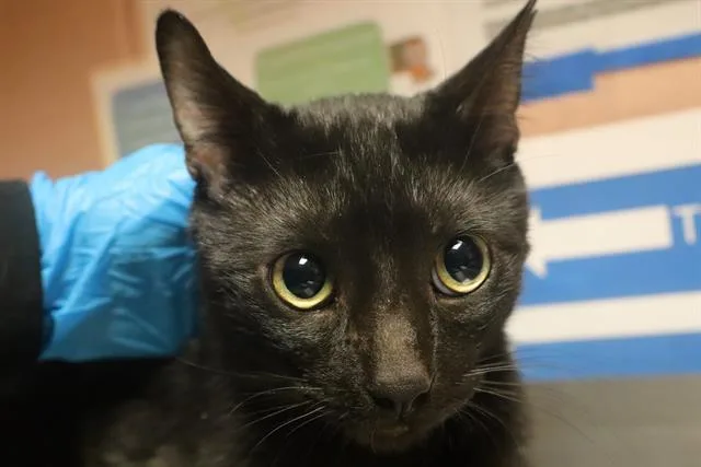 A young small-sized male Domestic Short Hair cat named Geronimo for adoption in Columbia, SC