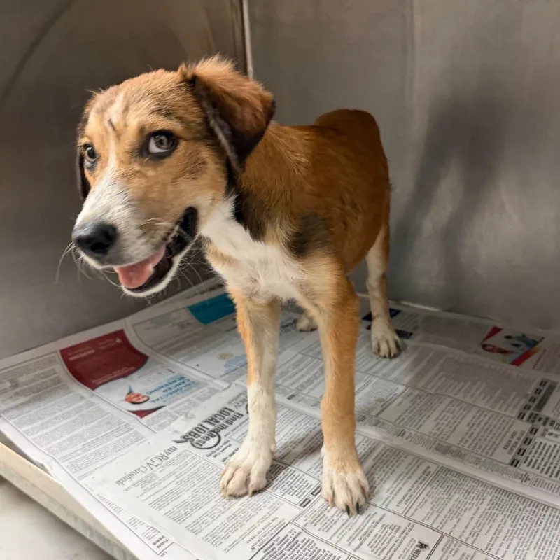 A baby small-sized male Brown / Chocolate Shepherd dog named Mr. Coke for adoption in Edinburg, TX