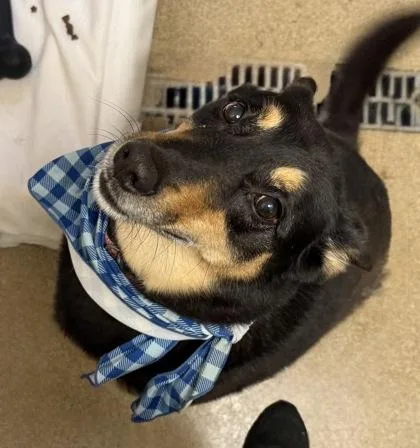 A senior large-sized male Shepherd dog named Kuma for adoption in East Brookfield, MA