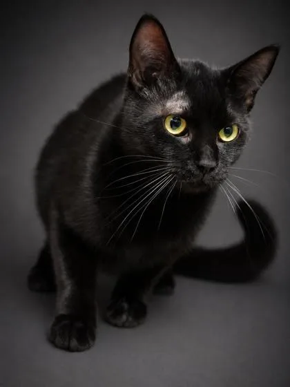 An adult medium-sized male Domestic Short Hair cat named Ted for adoption in Bowling Green, KY