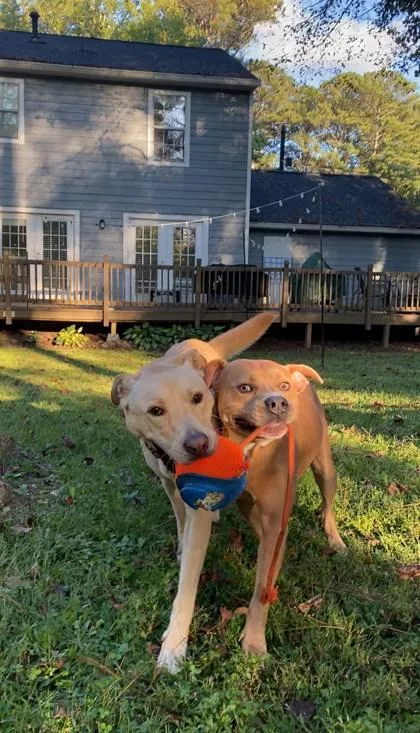 An adult large-sized male Mixed Breed dog named Yujiro for adoption in Chamblee, GA