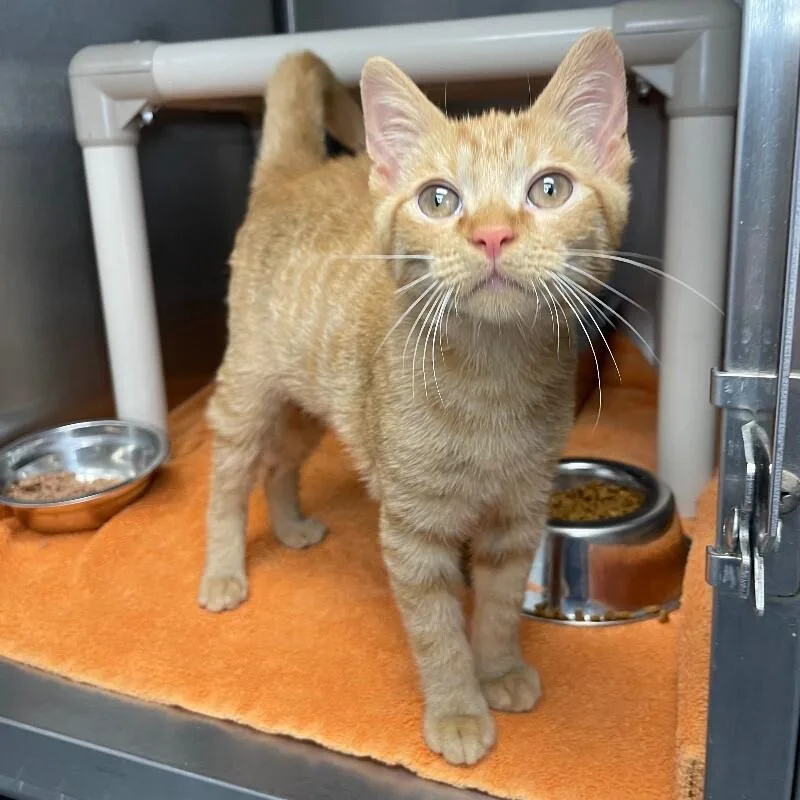 A young medium-sized male Domestic Short Hair cat named Grayson for adoption in Roanoke, VA