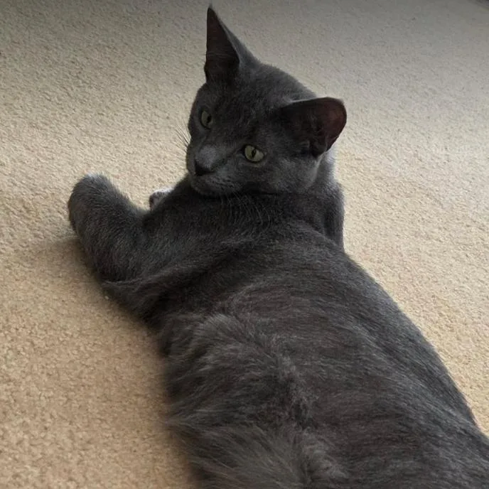 A young small-sized male Gray / Blue / Silver Domestic Short Hair cat named Monty for adoption in Coralville, IA