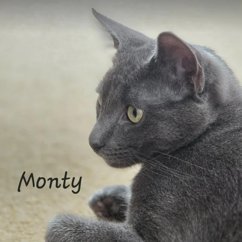 Monty thumbnail 2
