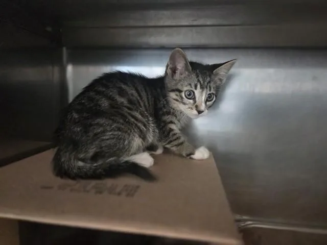 A baby small-sized female Domestic Short Hair cat named Solara for adoption in Antioch, CA
