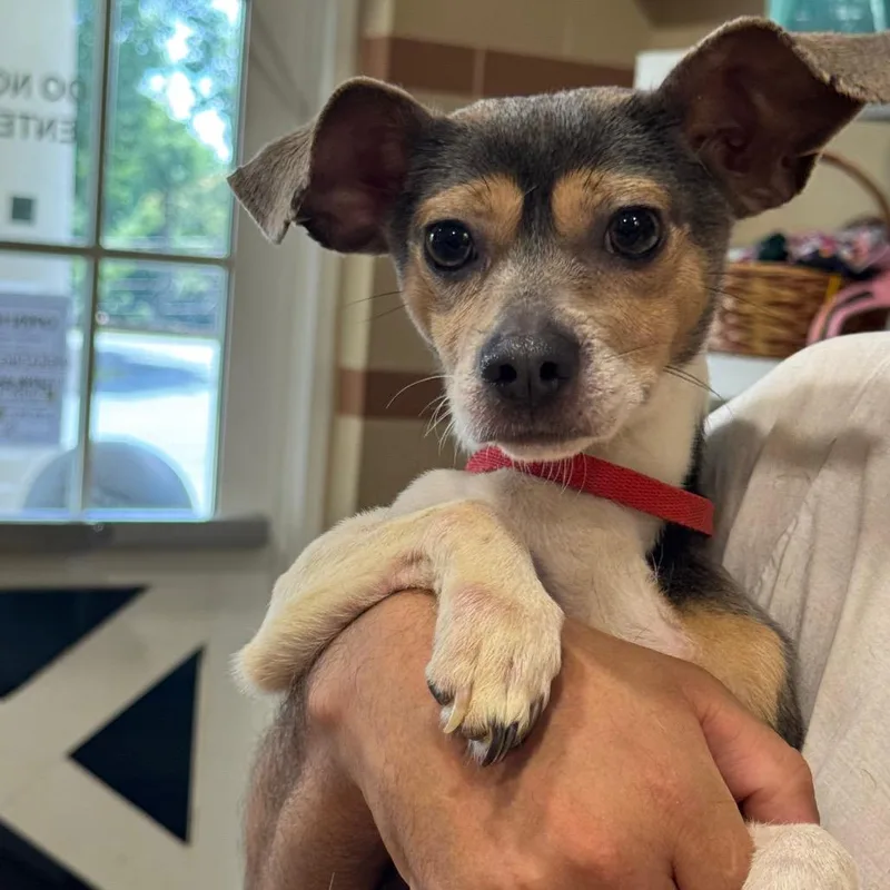 An adult small-sized male Yellow / Tan / Blond / Fawn Mixed Breed dog named Timothee Chalamet for adoption in Winston-Salem, NC