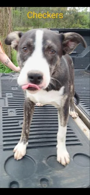 Checkers thumbnail 2