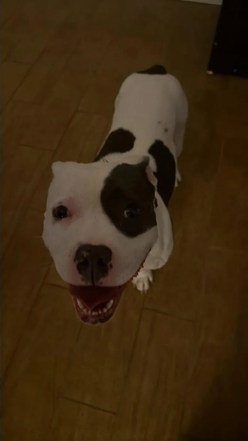 Angus