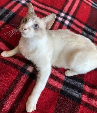 A young medium-sized female Cream Point Siamese cat named Starfall for adoption in Liverpool, TX