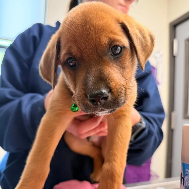 A baby small-sized male Yellow / Tan / Blond / Fawn Mixed Breed dog named Slushy for adoption in Red House, WV