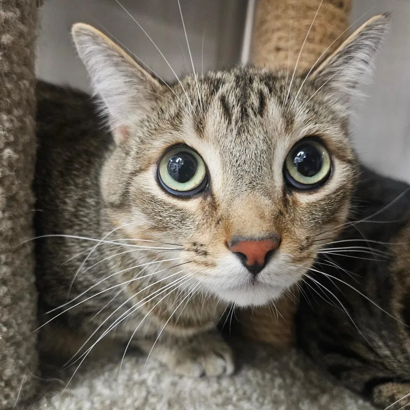An adult small-sized male Buff / Tan / Fawn Domestic Short Hair cat named Jack Jack for adoption in Grantsville, UT