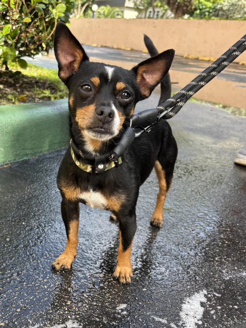 An adult small-sized male Chihuahua dog named Willy for adoption in Margate, FL