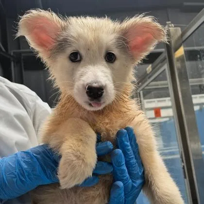 A baby medium-sized female Samoyed dog named Paris for adoption in Morton Grove, IL