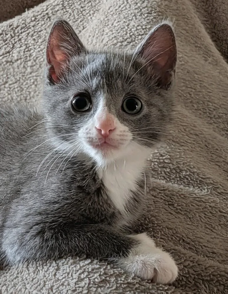 A baby medium-sized female Gray & White Domestic Short Hair cat named Raindrop for adoption in Westfield, WI