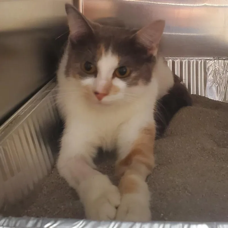 An adult medium-sized female White Domestic Short Hair cat named Evelyn for adoption in Milton, FL