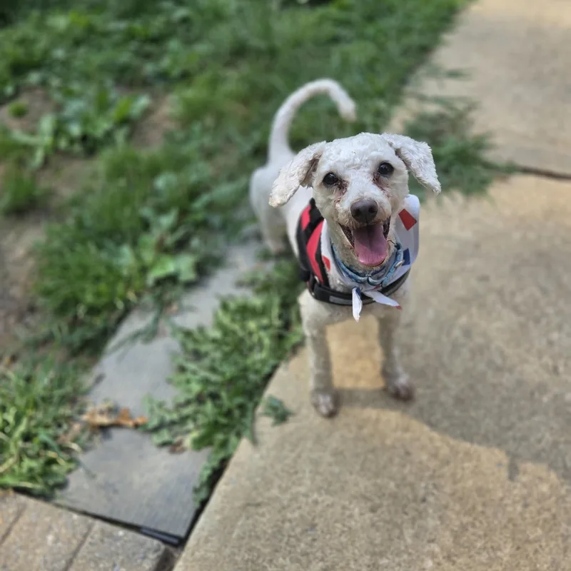 An adult small-sized male Poodle dog named Ozzy for adoption in Old Bridge, NJ
