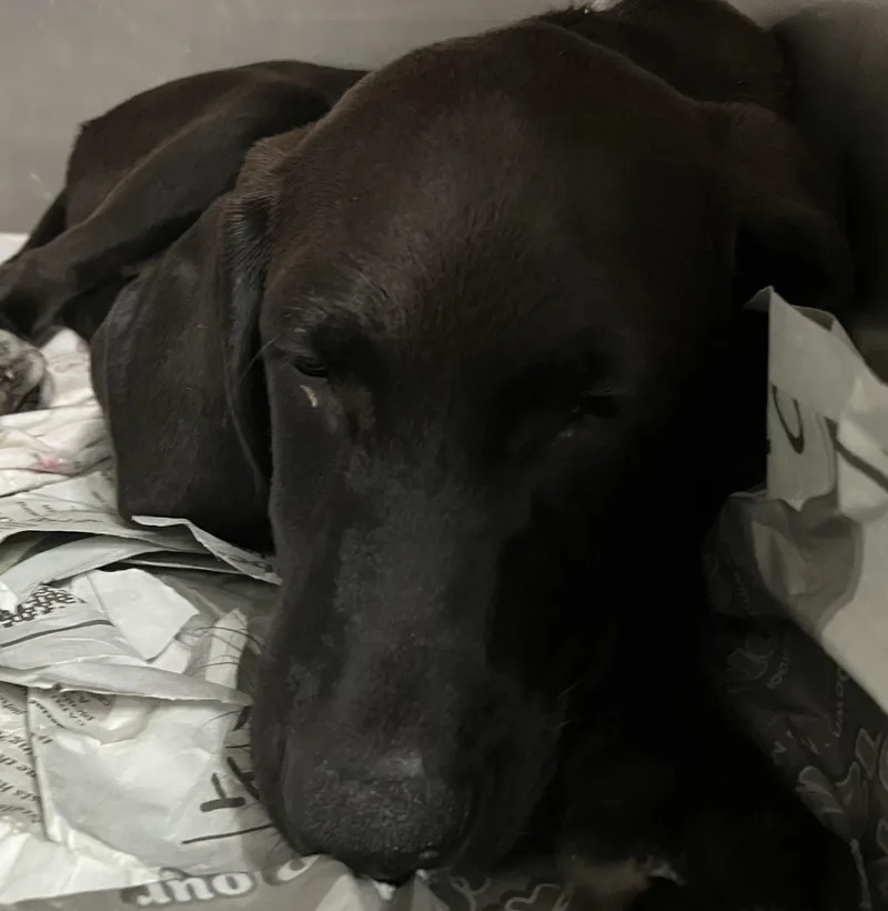 A baby medium-sized male Labrador Retriever dog named Axel for adoption in Parma, OH