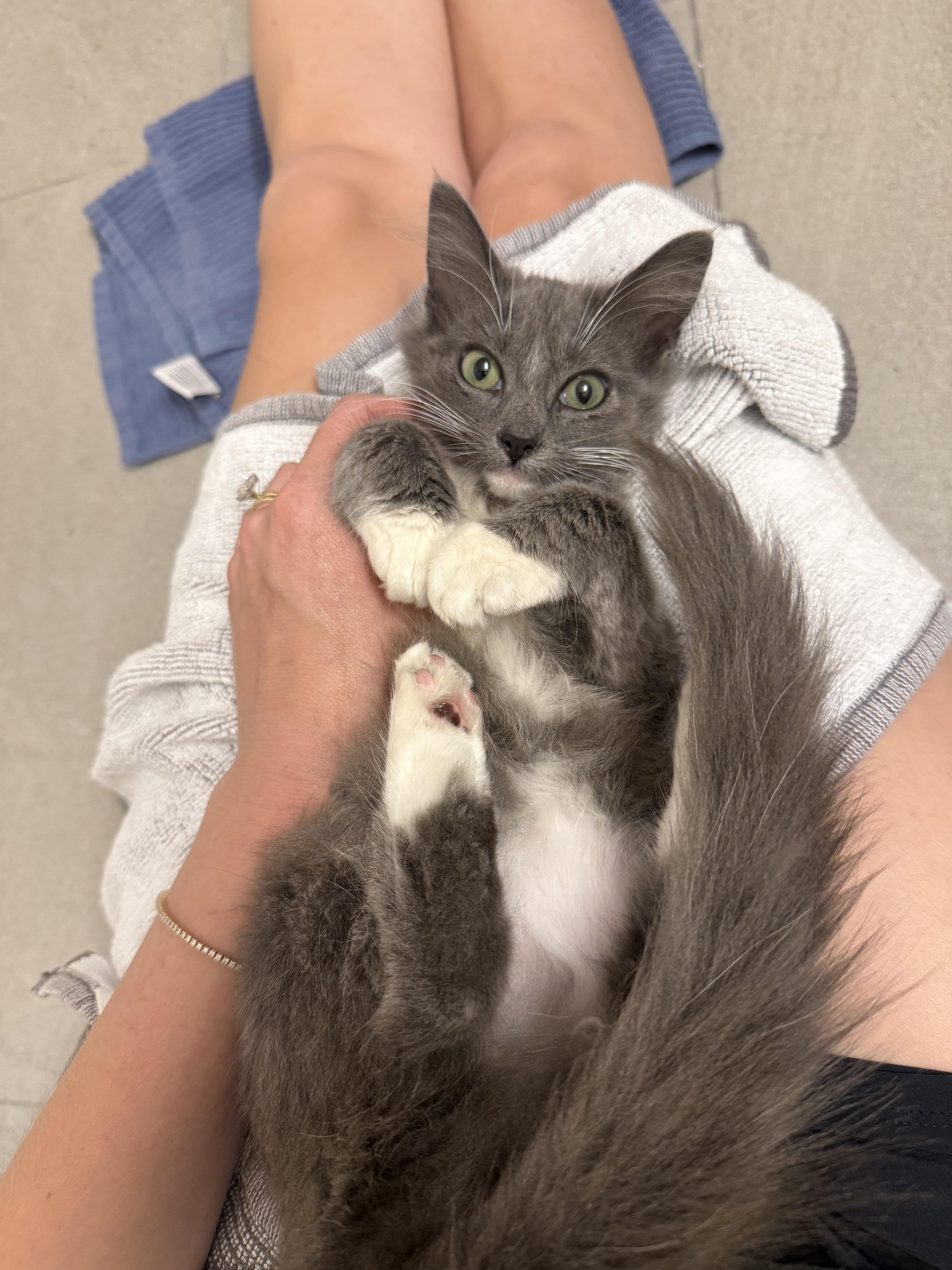 A baby small-sized female Domestic Long Hair cat named Bunny for adoption in Long Beach, CA